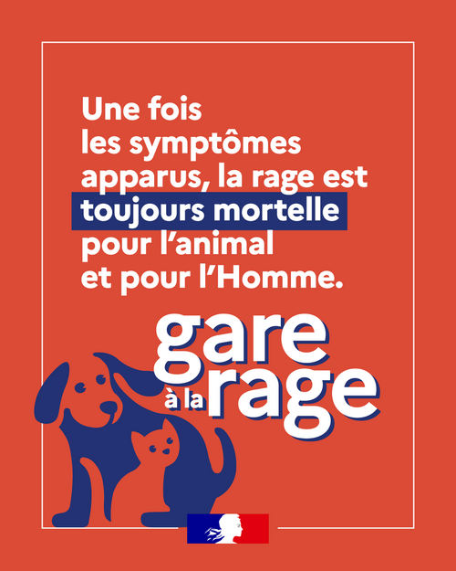Attention à la rage : un danger bien réel !